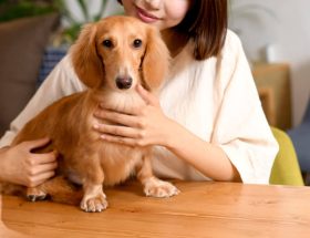 飼い主に抱きしめられるダックスフント