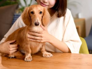 飼い主に抱きしめられるダックスフント