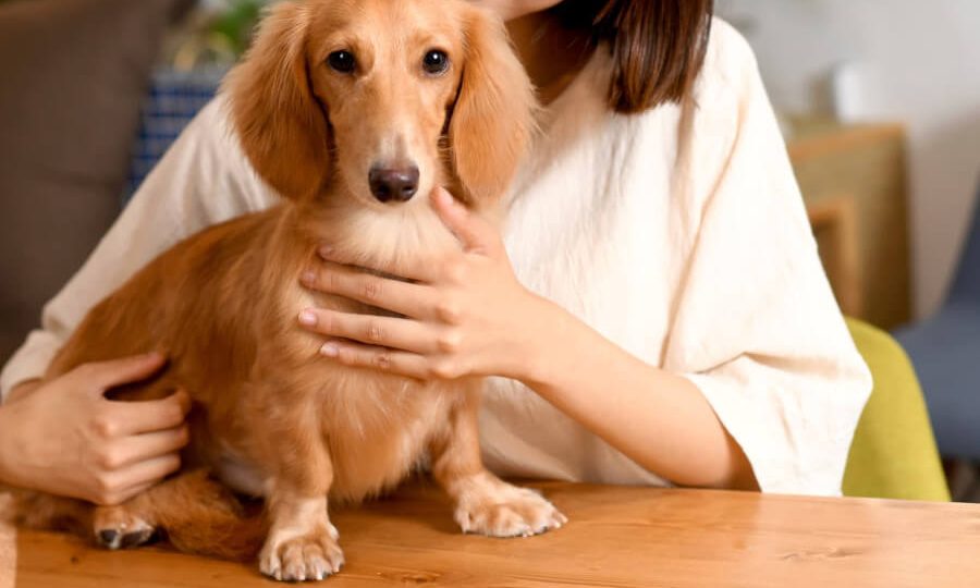 飼い主に抱きしめられるダックスフント
